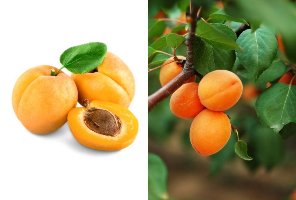 Apricot Nutrition: Health Benefits, Recipes, and More