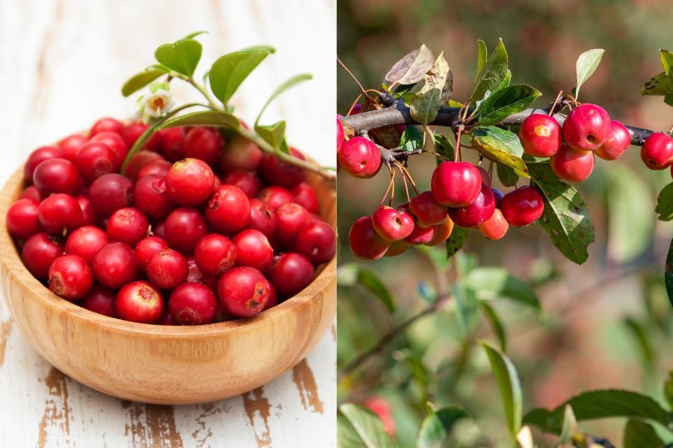 Cranberry - The Tiny Fruit with Big Health Benefits