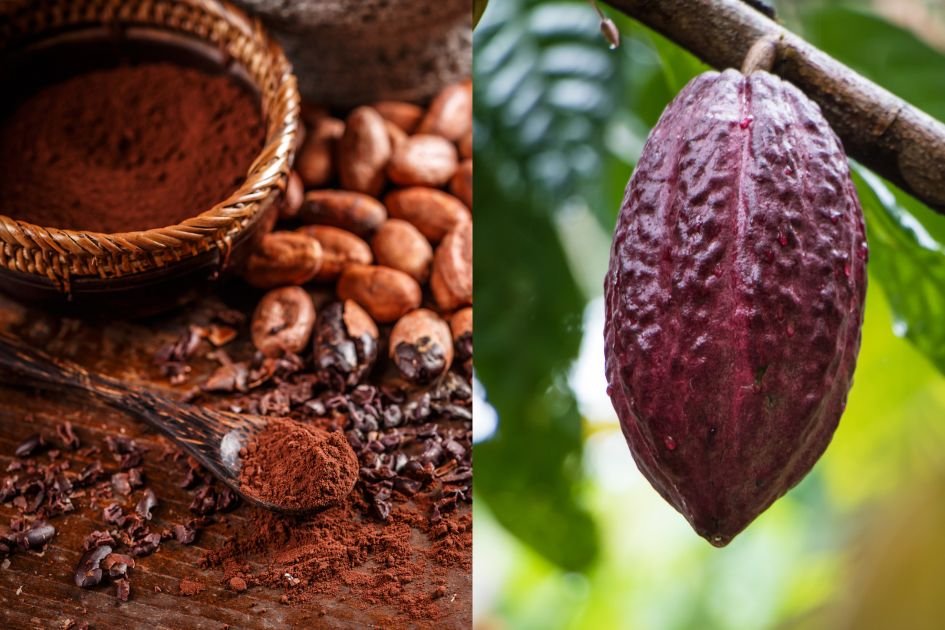 Benefits of cacao powder for SKIN