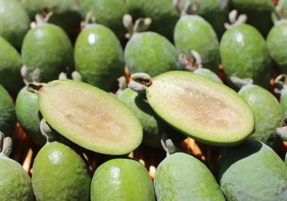 Health Benefits of Pineapple Guava